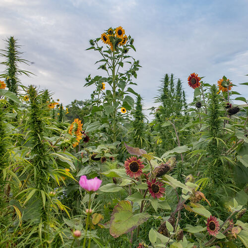 Faserhanf und Sonnenblumen wetteifern auf dem 80 Hektar großen Wildblumen-Labyrinth um den Höhen-Sieg. Mit rund drei Metern hat