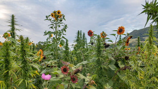 Faserhanf und Sonnenblumen wetteifern auf dem 80 Hektar großen Wildblumen-Labyrinth um den Höhen-Sieg. Mit rund drei Metern hat