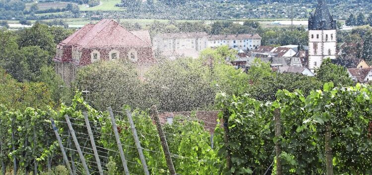 Ansammlung mit Ausblick: Seltsame Insektenschwärme waren in den besten Lagen der Esslinger Weinberge zu sehen. Foto: Franz Schne