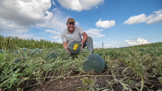 Dieses stattliche Melonenexemplar ist reif: Das erkennt Martin Vollmer an der gelben Auflagefläche.Foto: Carsten Riedl