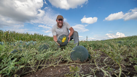 Dieses stattliche Melonenexemplar ist reif: Das erkennt Martin Vollmer an der gelben Auflagefläche.Foto: Carsten Riedl Dieses stattliche Melonenexemplar ist reif: Das erkennt Martin Vollmer an der gelben Auflagefläche.Foto: Carsten Riedl