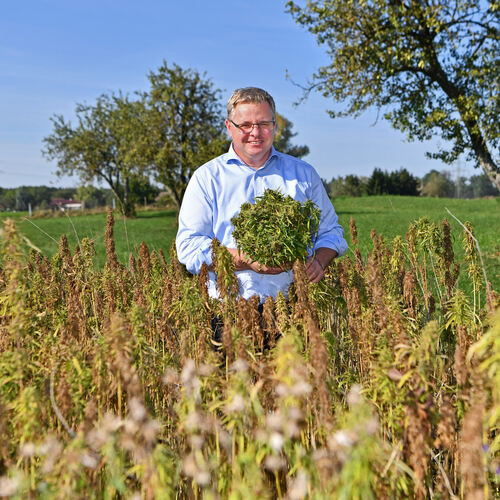 Klaus Schädel hat in Ohmden und in Aichelberg als erster im Kreis Nutzhanf angebaut.  Fotos: Markus Brändli