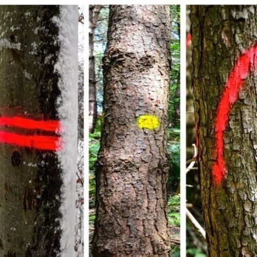 Fotografien von Baummarkierungen kann man jetzt in einer Austellung bewundern. Foto: pr