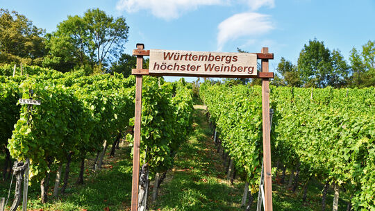Hauptweinlese an der limburg, Wein, Weinlese, Weinberg, Weinanbau, Weinprobe