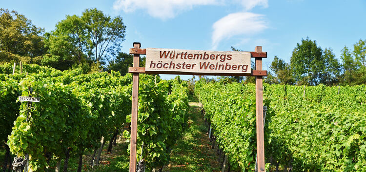 Hauptweinlese an der limburg, Wein, Weinlese, Weinberg, Weinanbau, Weinprobe