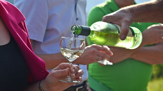 Hauptweinlese an der limburg, Wein, Weinlese, Weinberg, Weinanbau, Weinprobe