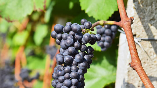 Hauptweinlese an der limburg, Wein, Weinlese, Weinberg, Weinanbau, Weinprobe