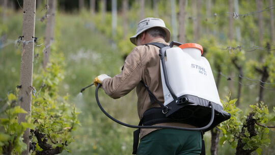 Gespritzt wird bei den Weilheimer Wengertern so wenig wie möglich. Weinbau ganz ohne Pflanzenschutz halten sie zum jetzigen Zeit Gespritzt wird bei den Weilheimer Wengertern so wenig wie möglich. Weinbau ganz ohne Pflanzenschutz halten sie zum jetzigen Zeit
