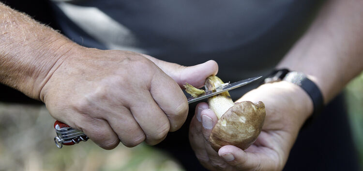 Pilze noch im Wald säubern, ist ein wichtiger Tipp der Experten. Foto: Jean-Luc Jacques