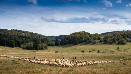 Eine Landschaft wie vor 100 Jahren und eine Idee für die Zukunft - das geht wunderbar zusammen auf der Schwäbischen Alb.