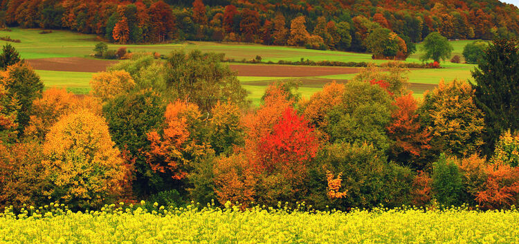 Symbolbild Herbstfärbung. Foto: Dieter Ruoff