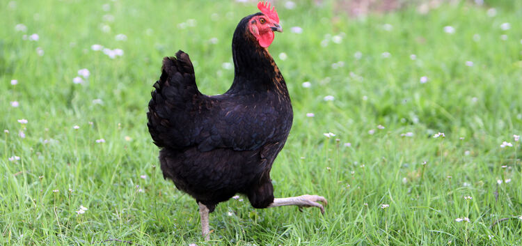 Für Peak "Tierisch gut": Maria Braun (85) hat ein Huhn "Coco" : Schillerstraße 44,  Ötlingen