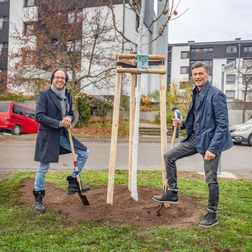 Christoph Sonntag und Rainer Haußmann am frisch gepflanzten Spitzahorn auf dem Guckenrain. Foto: Carsten Riedl