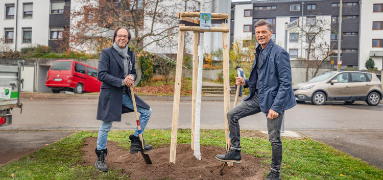 Christoph Sonntag und Rainer Haußmann am frisch gepflanzten Spitzahorn auf dem Guckenrain. Foto: Carsten Riedl