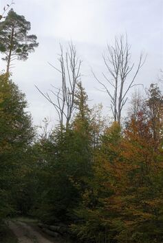 Der Klimawandel geht auch an vielen Bäumen im Landkreis Esslingen nicht spurlos vorbei. Foto: pr