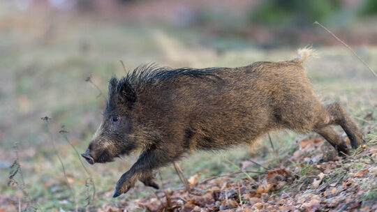 Über 130 Fälle der Afrikanischen Schweinepest sind deutschlandweit bekannt. Drückjagden sollen helfen, die Wildschweinbestände u Über 130 Fälle der Afrikanischen Schweinepest sind deutschlandweit bekannt. Drückjagden sollen helfen, die Wildschweinbestände u