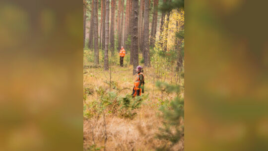 Drückjagden sollen helfen, die Wildschweinbestände und so das Übertragungsrisiko zu reduzieren. Fotos: Kauer/DJV