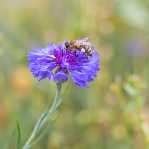 Bienen sind wichtige Bestäuber für die Pflanzen. Foto: Carsten Riedl
