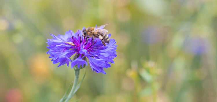 Bienen sind wichtige Bestäuber für die Pflanzen. Foto: Carsten Riedl