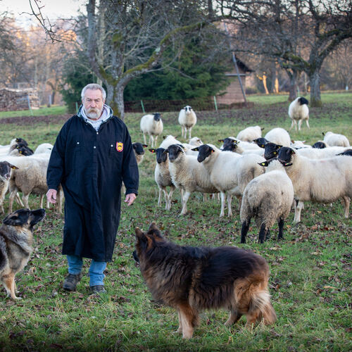 Siegfried Jezierny hütet zusammen mit seinen Schäferhunden Back und Honey die Schafherde.