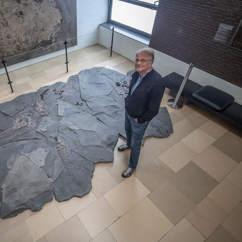Rolf Bernhard Hauff will den Eurhinosaurier  am Bodensee ausstellen. Dort wird er aber erst im April 2021 eröffnen. Foto: Carste