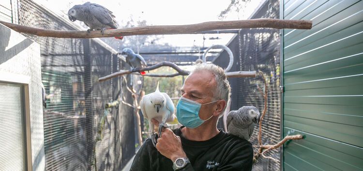 Tierpfleger Friedemann Reisch kümmert sich um die Graupapageien und Kakadus. Foto: Roberto Bulgrin