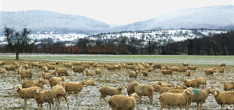 Etwas nasser Schnee im Tal, Schafe bei Weilheim, Albtrauf mit Maareinschnitt, 01.12.2020, Dieter Ruoff