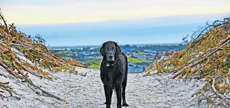 Gizmo macht gerne Urlaub in der Nebensaison: Ins Meer geht der große, schwarze Hund auch bei niedrigen Temperaturen. Hauptsache,
