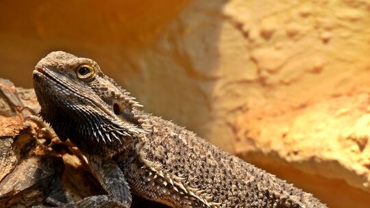 Die Reptilien fühlen sich sichtlich wohl. Die Reptilien fühlen sich sichtlich wohl.