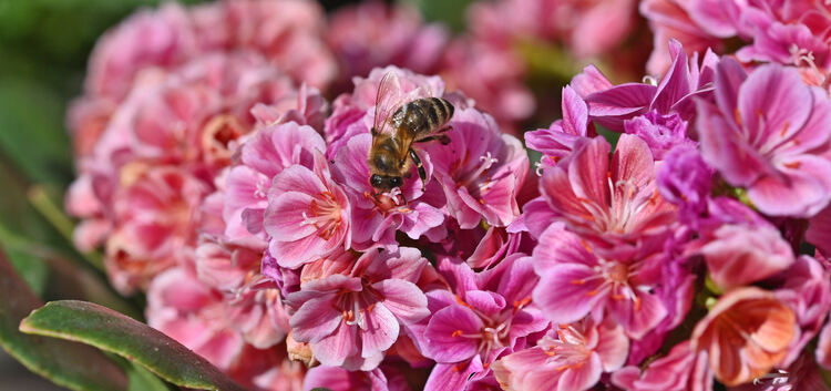 Hobbygärtner und Blumenliebhaber kommen absofrot wieder auf ihre Kosten. Foto: Markus Brändli