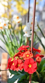 Auch kleine Arrangements stehen bei Blumen Ulmer zum Kauf. Foto: Markus Brändli
