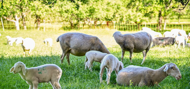 Schafe sollen sich nach der Idee von Tobias Metzger bald um die heimischen Streuobstwiesen kümmern. Foto: Markus Brändli