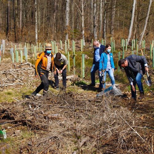 Hier ein Bäumchen, da ein Bäumchen: Der Kirchheimer Talwald hat Dank der Spendenaktion etliche tausend Bäume dazugewonnen, die n