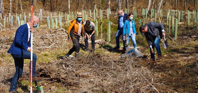 Hier ein Bäumchen, da ein Bäumchen: Der Kirchheimer Talwald hat Dank der Spendenaktion etliche tausend Bäume dazugewonnen, die n