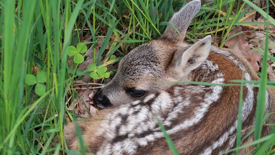 Rehkitze sind während der Mähsaison in Gefahr. Symbolfoto Rehkitze sind während der Mähsaison in Gefahr. Symbolfoto