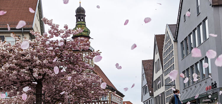 Marktplatz Rathaus, Blütenpracht, Luftwirbel, Schmuckbild
