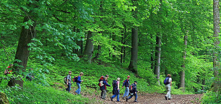 Der Wald ist beliebt, nicht nur zum Waldbaden, sondern auch zum Wandern wie hier beim Hepsisauer Zipfelbachtal. Archiv-Foto: Die