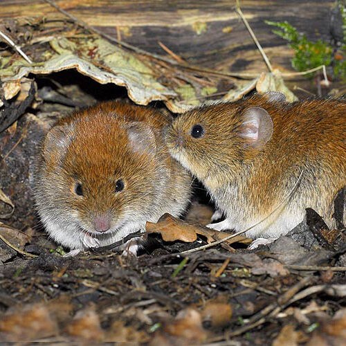 Schauen putzig aus, sind aber gefährliche Überträger: Zwei Rötelmäuse. Foto: Hlasek
