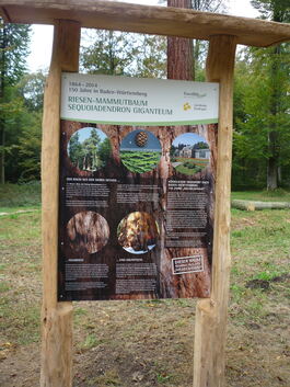 Infotafeln weisen auf die Geschichte der Mammutbäume im Landkreis Esslingen hin.Foto: pr