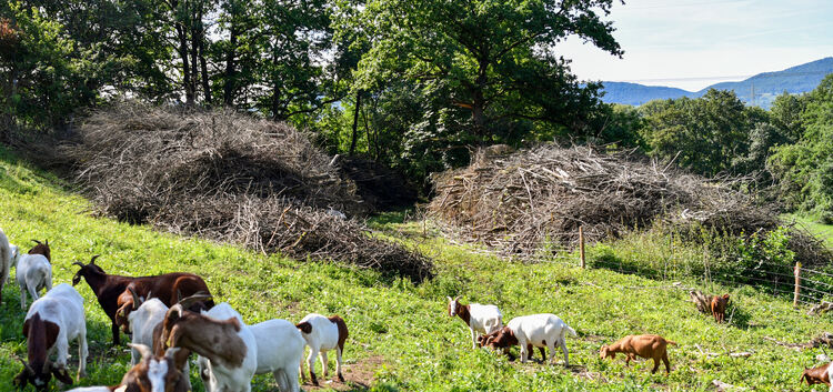 Ziegen zur Landschaftspflege, DB setzt auf tierische Mitarbeiter  auf Ausgleichsflächen, Ziege, Landschaft, naturschutz, Atrtenv