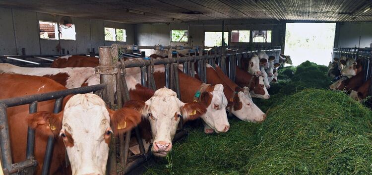 Die Landwirte in der Region produzieren nicht nur Milch und andere Lebensmittel, sondern pflegen auch die Kulturlandschaft.Foto:
