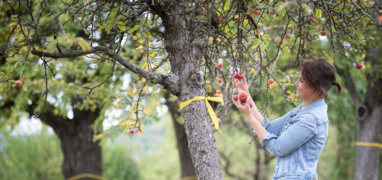 Streuobst Wer mag, darf von Bäumen der Gemeinde Lenningen Äpfel, Birnen und Zwetschgen pflücken.Gelbe Bänder laden zum Ernten ei