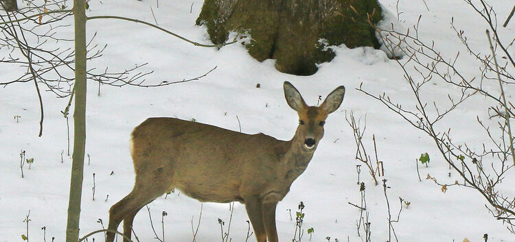 Liegt viel Schnee, finden Rehe wenig Nahrung. Der Winter ist für das Wild wie ein "Nadelöhr". Foto: Dieter Ruoff