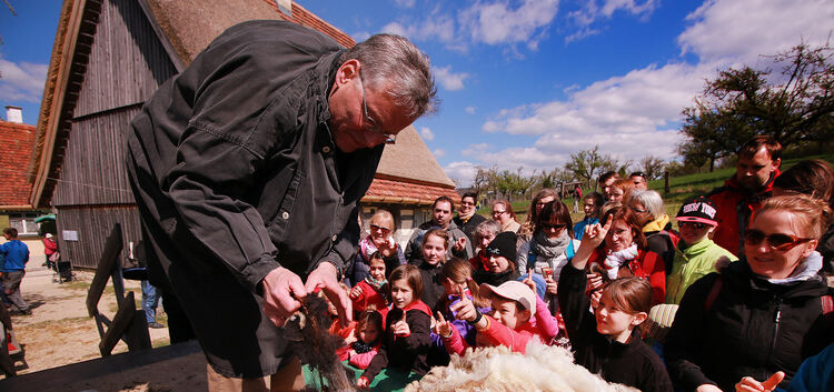 Die Besucher konnten auch die Schur der Schafe miterleben.Foto: Jörg Bächle