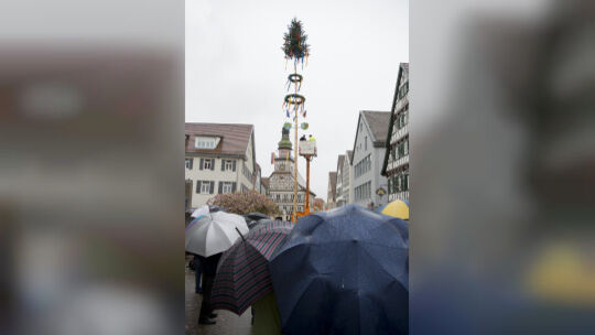 Der Regen prägt das Bild. Die kurze Maibaum-Zeremonie bestand deshalb auch nur im Anbringen von Flaggen und Zunftzeichen.Foto: D Der Regen prägt das Bild. Die kurze Maibaum-Zeremonie bestand deshalb auch nur im Anbringen von Flaggen und Zunftzeichen.Foto: D