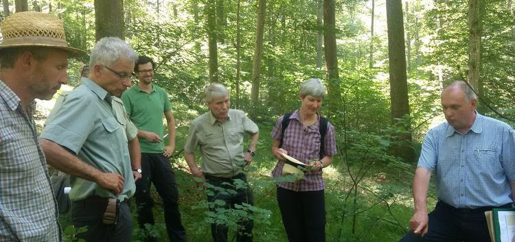 Bewirtschaftung und Ökologie der städtischen Wälder in Kirchheim stehen nach Ansicht eines externen Sachverständigen im Einklang
