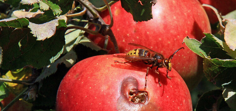 Hornisse auf Apfel angebohrt, 04.10.2011, Ruoff-albpluto