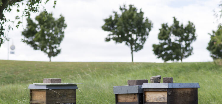 Auf der Kirchheimer Golfanlage - Bienenstöcke, auf dem Platz sind an verschiedenen Stellen 18 Bienenvölker zuhause