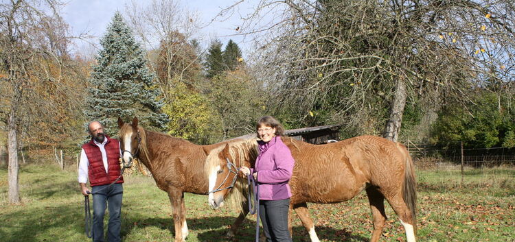 Die Rettung für begeisterte Reiter mit Allergie: die gelockten Curly Horses aus Nordamerika. Foto: Judith Reischl