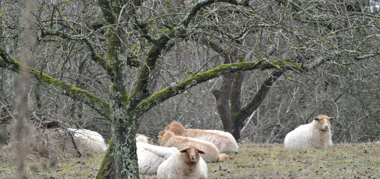 Schafe, aber auch andere Tiere wie Kühe und Hunde, übertragen das Q-Fieber. Foto: Jörg Bächle